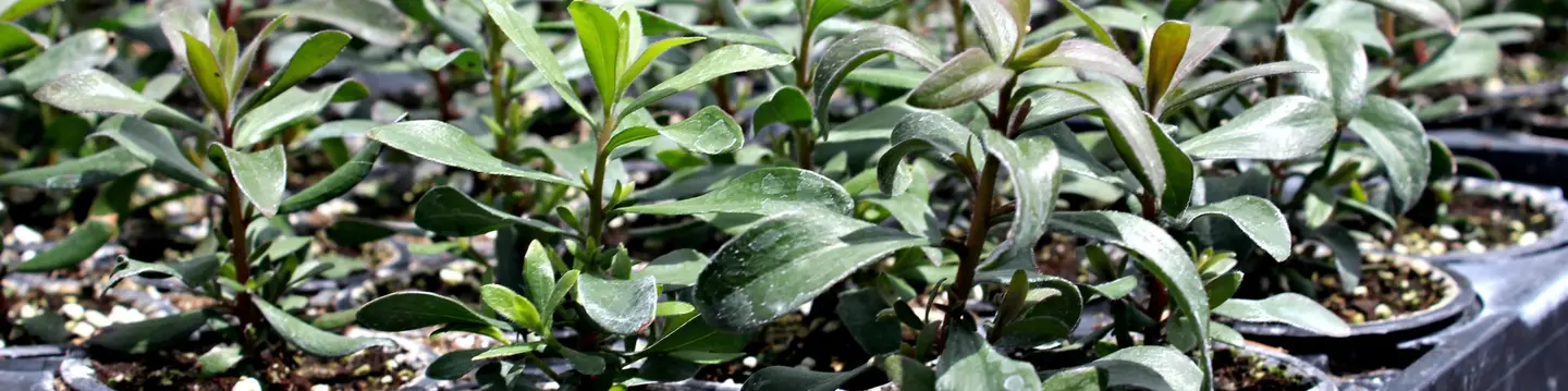 Custom Tree Contract Growing