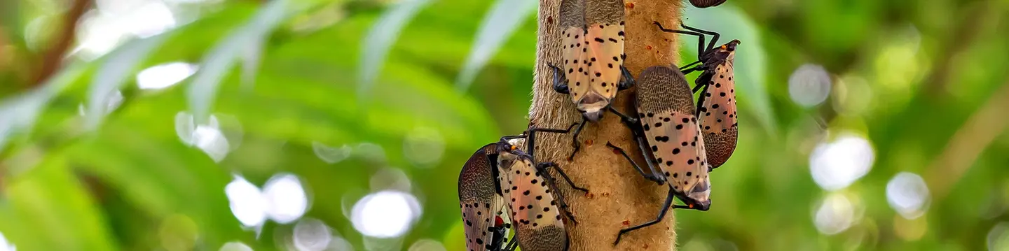 Spotted Lanternfly