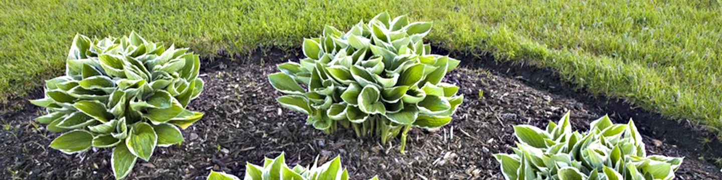 Importance of Mulch