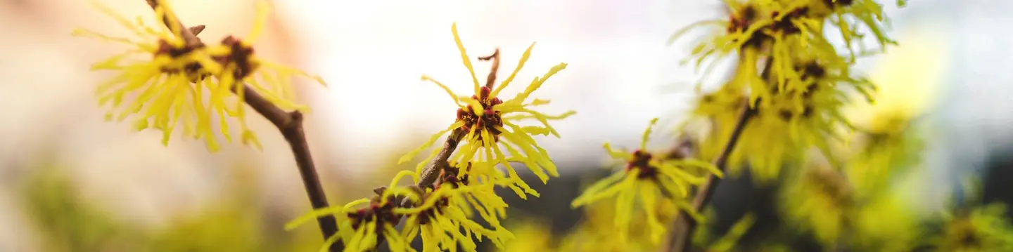 flowers spring blooming