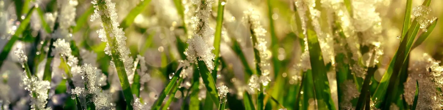 frozen grass
