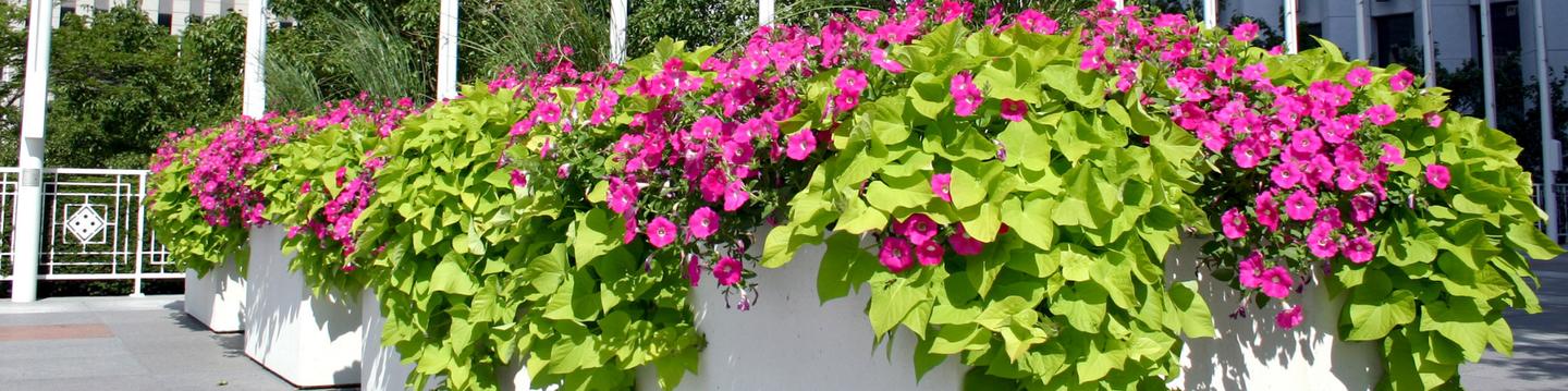 Summer color in planters