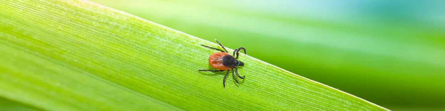 Tick on blade of grass