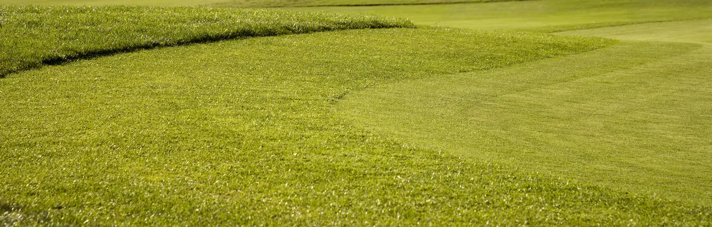 Golf course turf up close