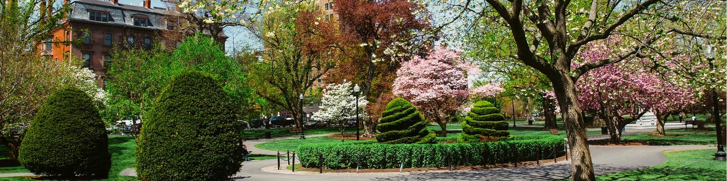 Healthy Trees Flowering in Spring Park