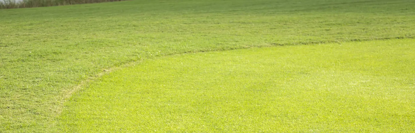 close-up of turf on a golf course green