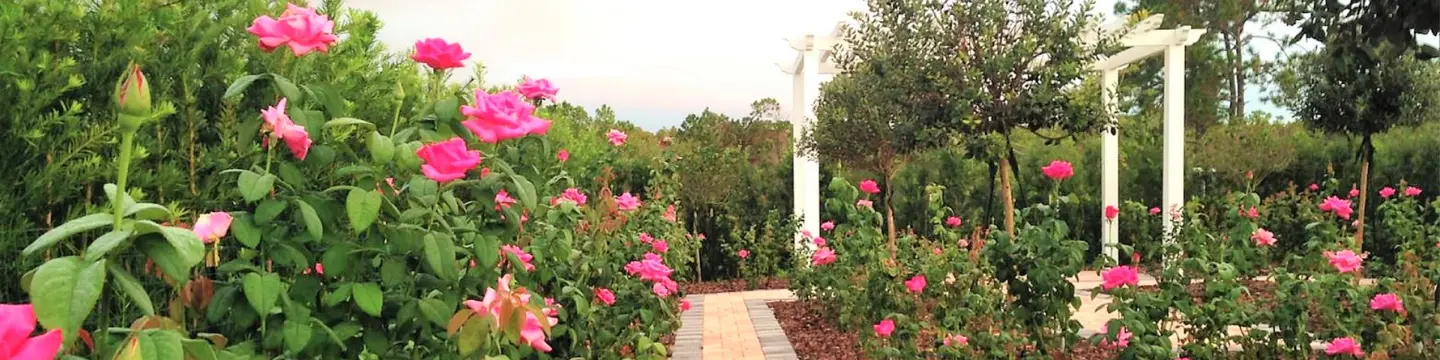 Tupperware rose garden