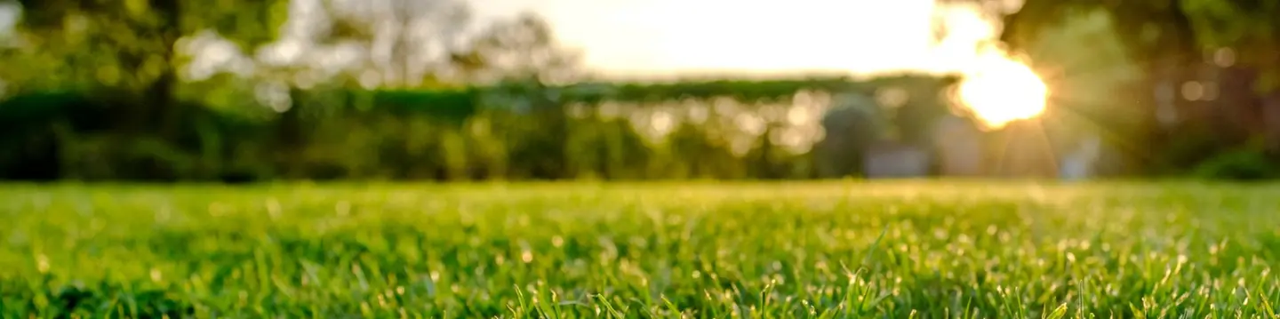 fall turf renovation