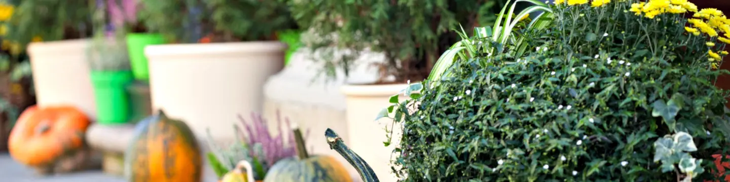 fall planter mums pumpkins