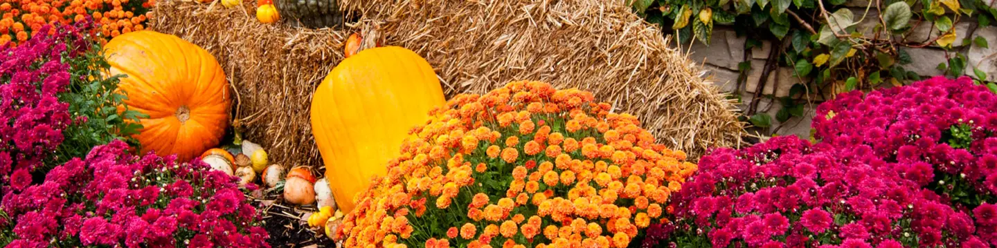 BrightView Harvest Displays