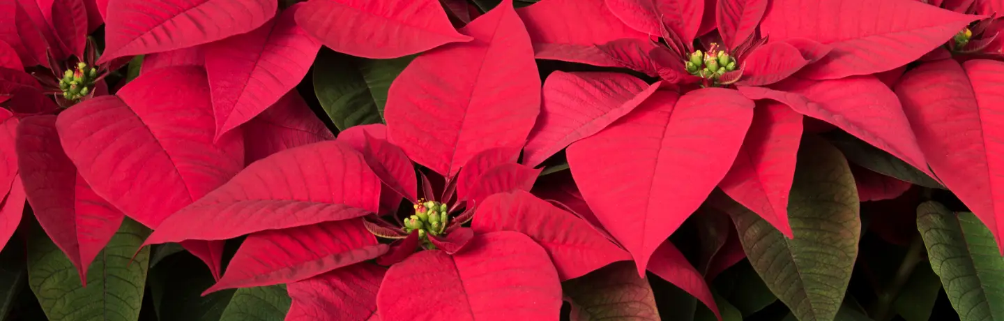 Poinsettia Flower