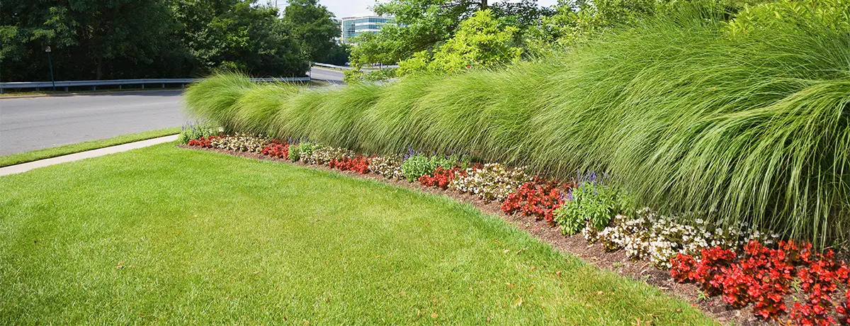 Spring Clean up in the landscape