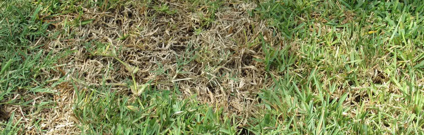 chinch bug turf damage