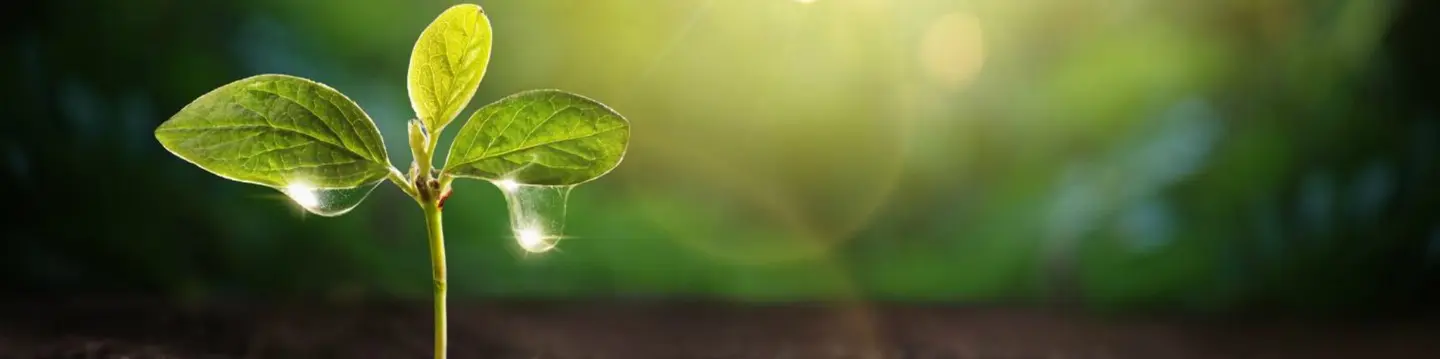 Humus, High Carbon Organic Soil