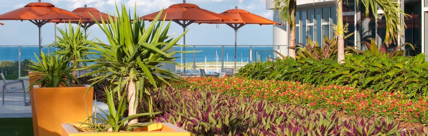 Salt Tolerant Landscape Tips