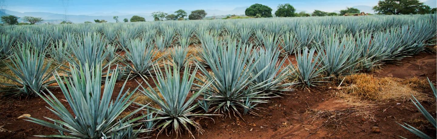 Agave - Drought Tolerant Plants of CA