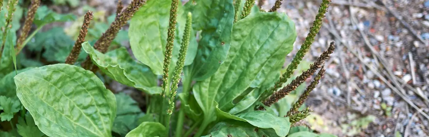 Florida Broadleaf Weeds Article Header