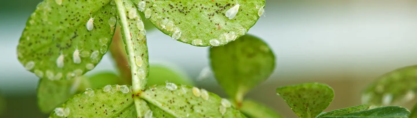 Combat Infestation of Whiteflies