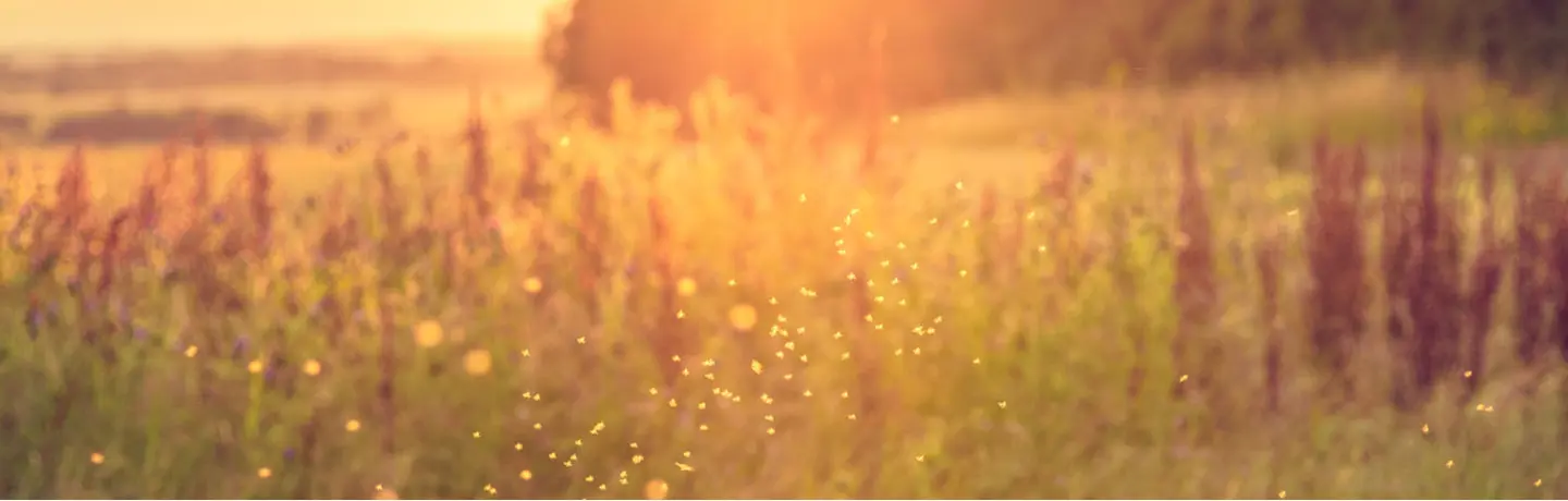 Mosquito Prevention Tips