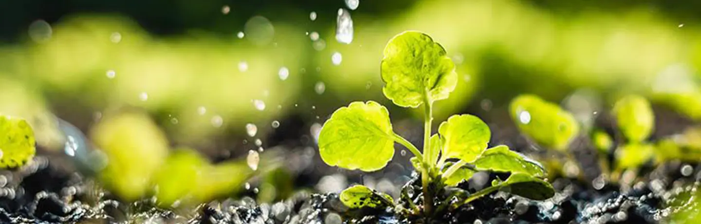 how to rescue overwatered plants