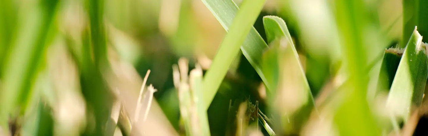 How to Treat Brown Patch Fungus