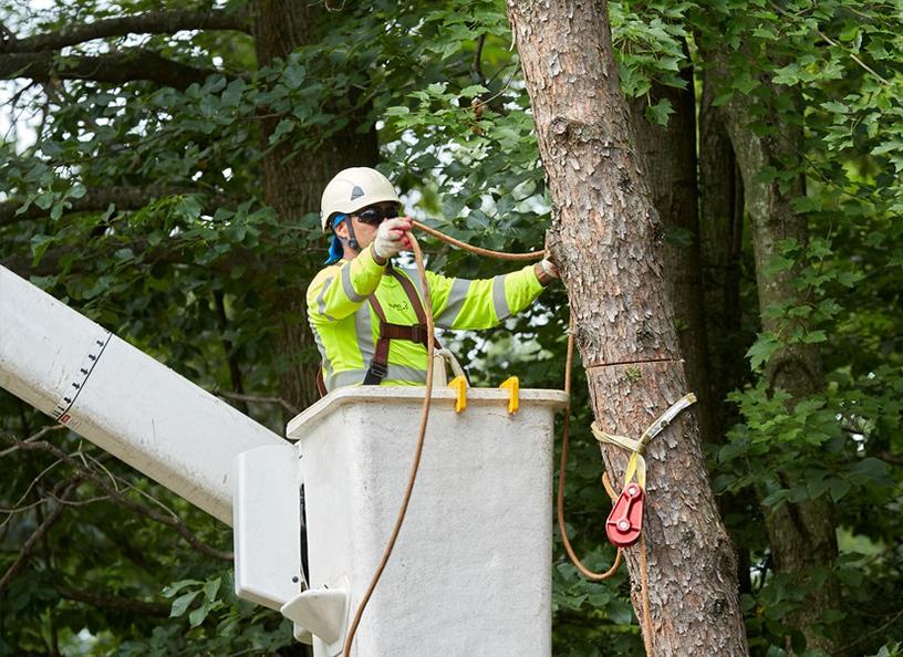 Why You Need a Certified Arborist, Beware of Unlicensed Tree Care