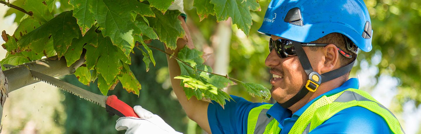 10 Questions to Ask Before Hiring a Tree Care Provider