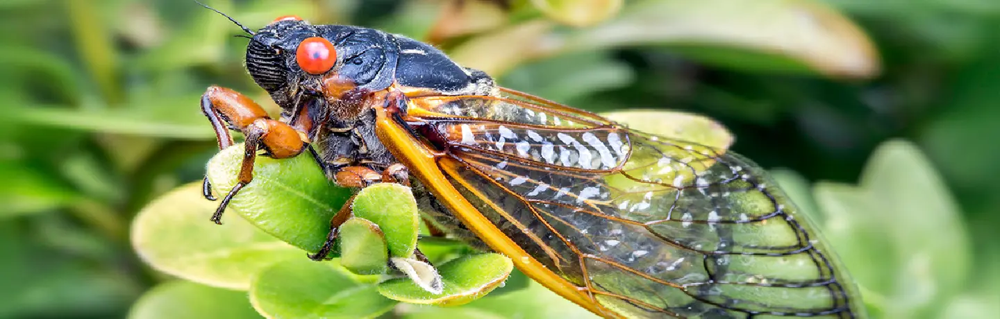 The Brood-X Cicada is coming