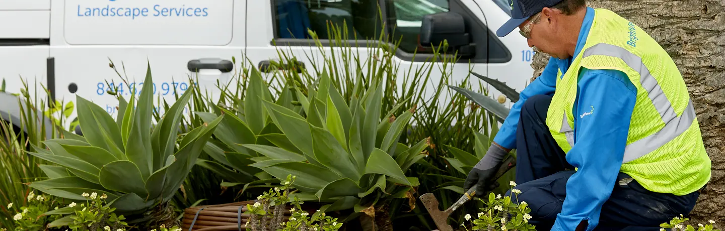 Landscape Maintenance During Drought