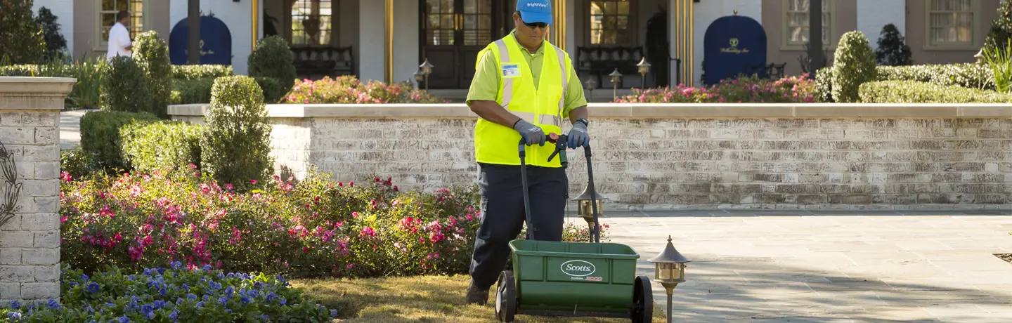 Pros and Cons of Overseeding Your Lawn