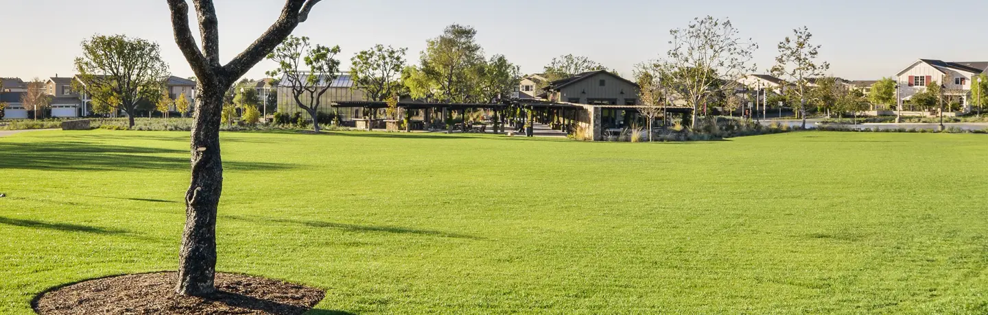 Step by Step Guide to Overseeding