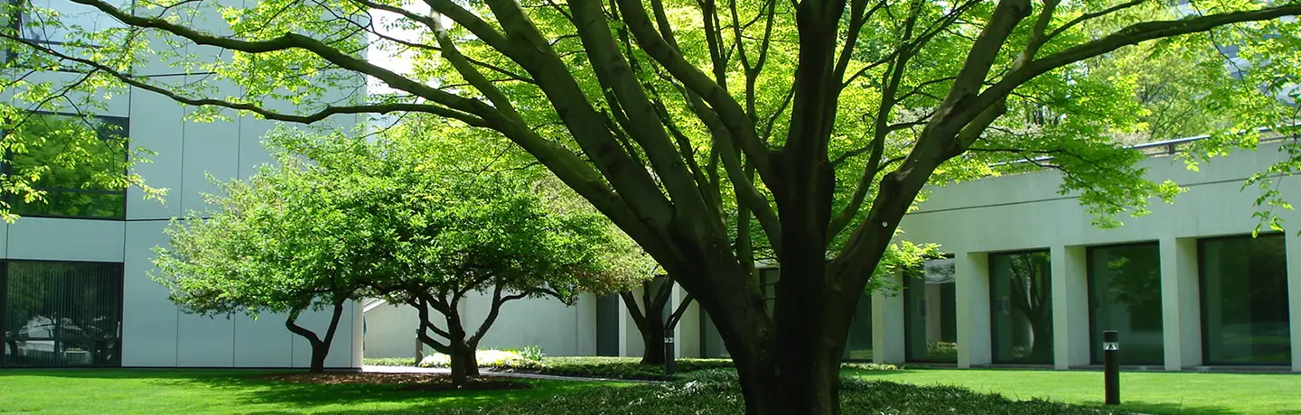 Why Its Important Not to Over Prune