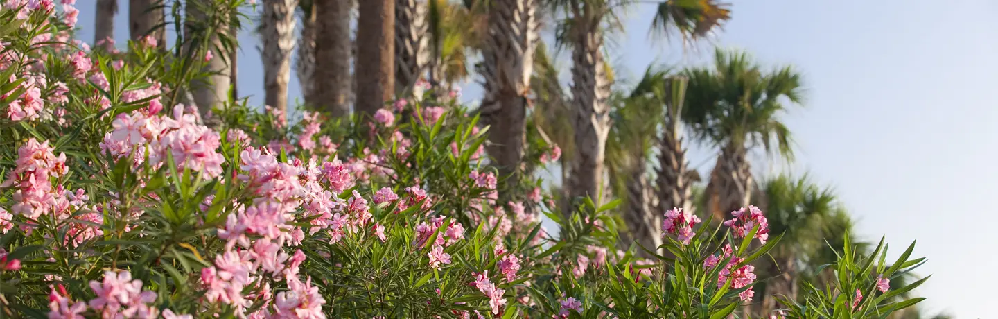 Formal vs. Seasonal Rejuvenation Pruning