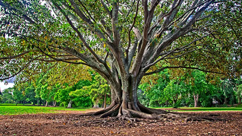 The Importance of Root Collar Excavation | BrightView
