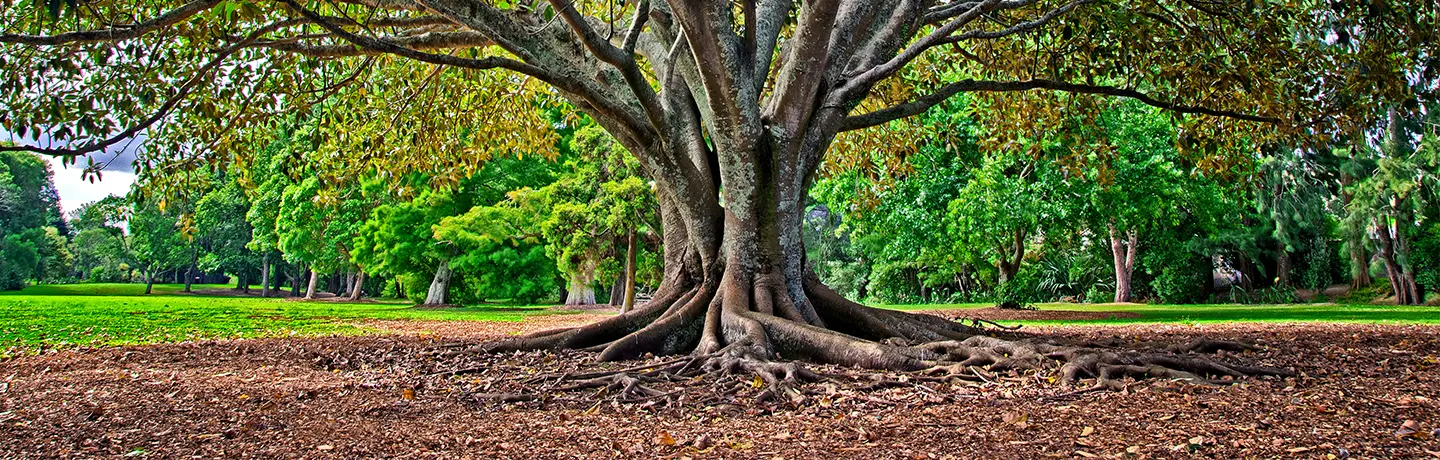 Tree Health Care Root Collar Excavation