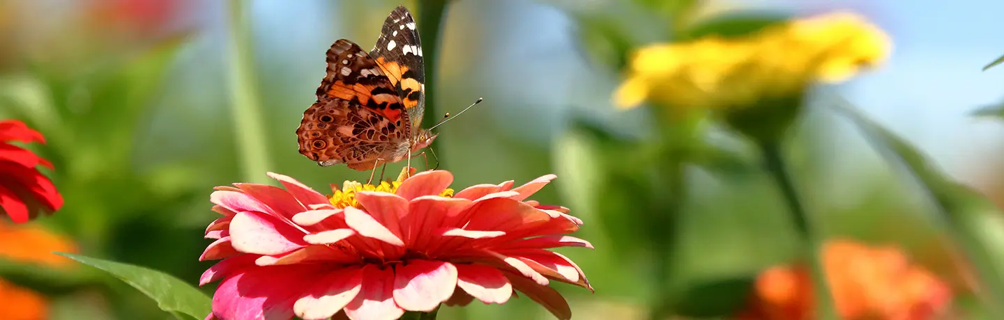 A Painted Lady Butterfly feeds on heirloom zinnias blooming in a pollinator garden.
