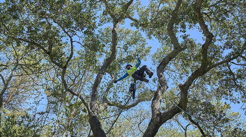 Spiderman in Tree Care Service Video