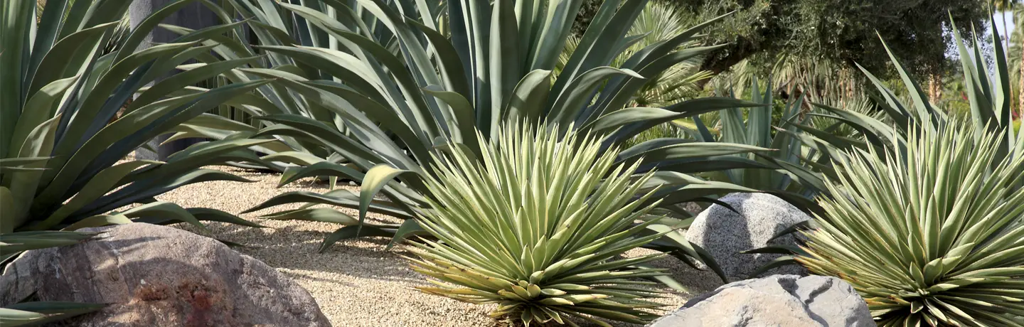 Drought Friendly Landscape