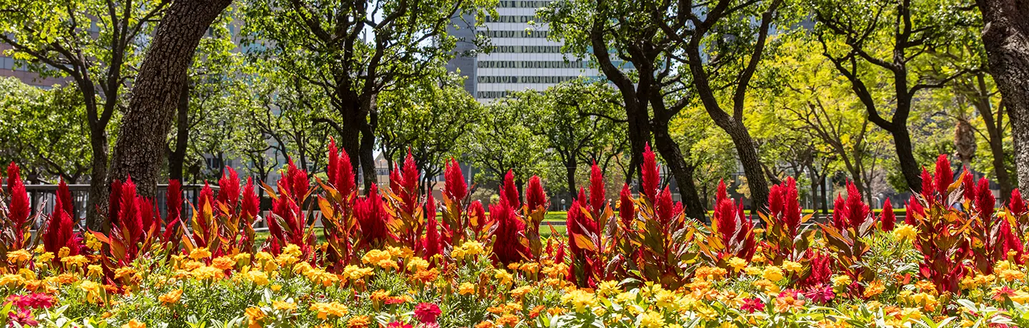 Why Plant Health Care is a Must-Have 