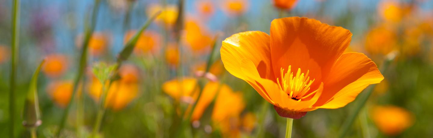 The Ultimate Spring Landscape Checklist