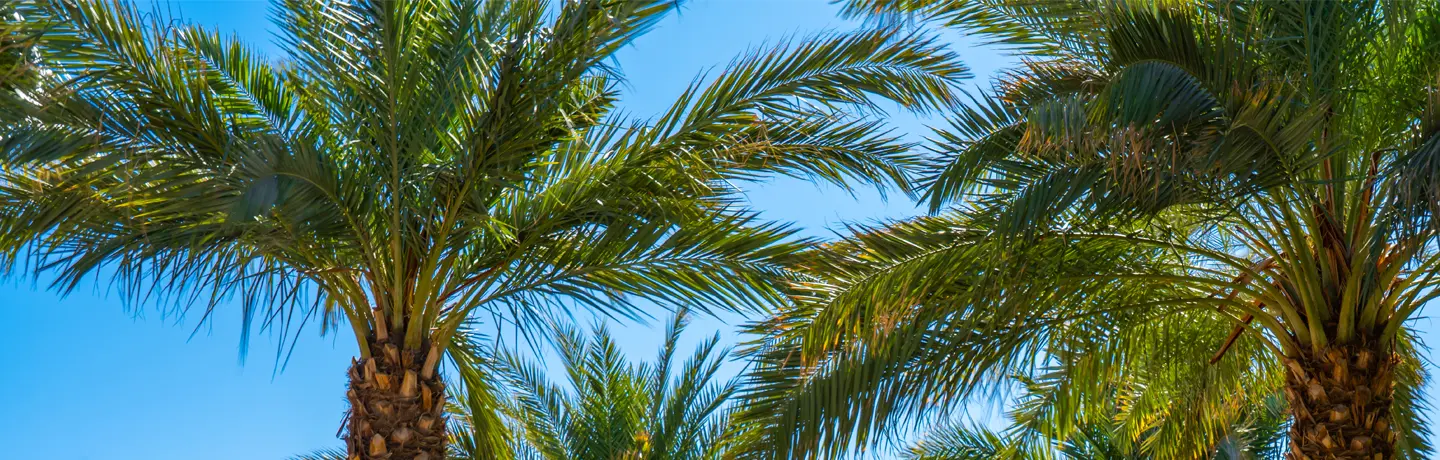 Deep Root Fertilization Palm Tree