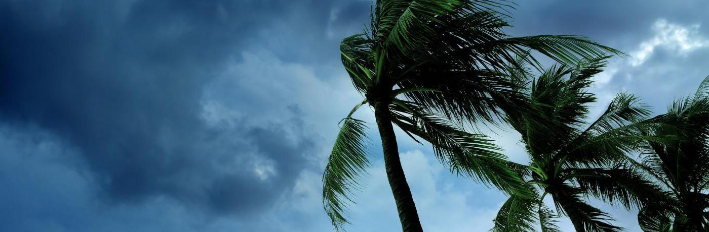 Hurricane winds palm trees