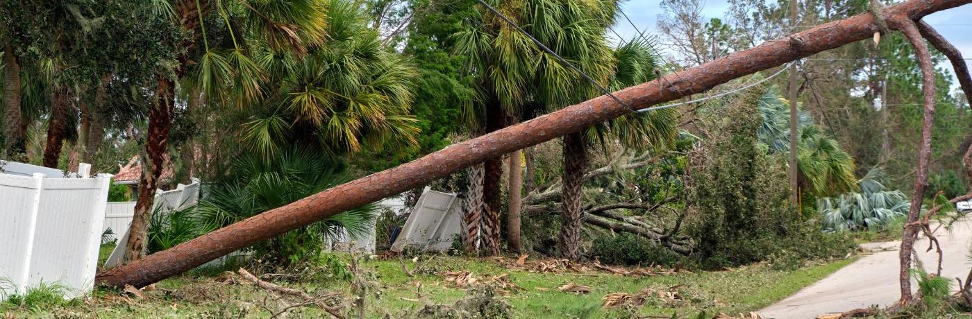 Hurricane damage tree downed