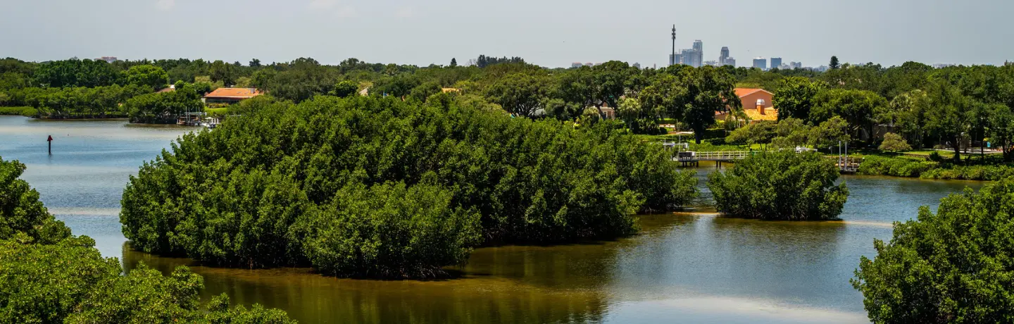 Exploring Responsible Mangrove Trimming in Florida's Coastal Ecosystem for a Thriving Environment