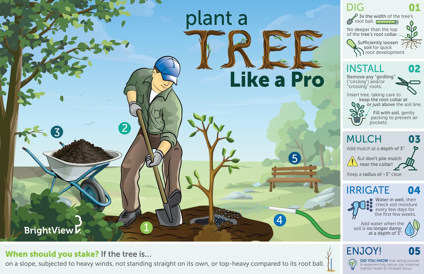 Plant a Tree Like a Pro