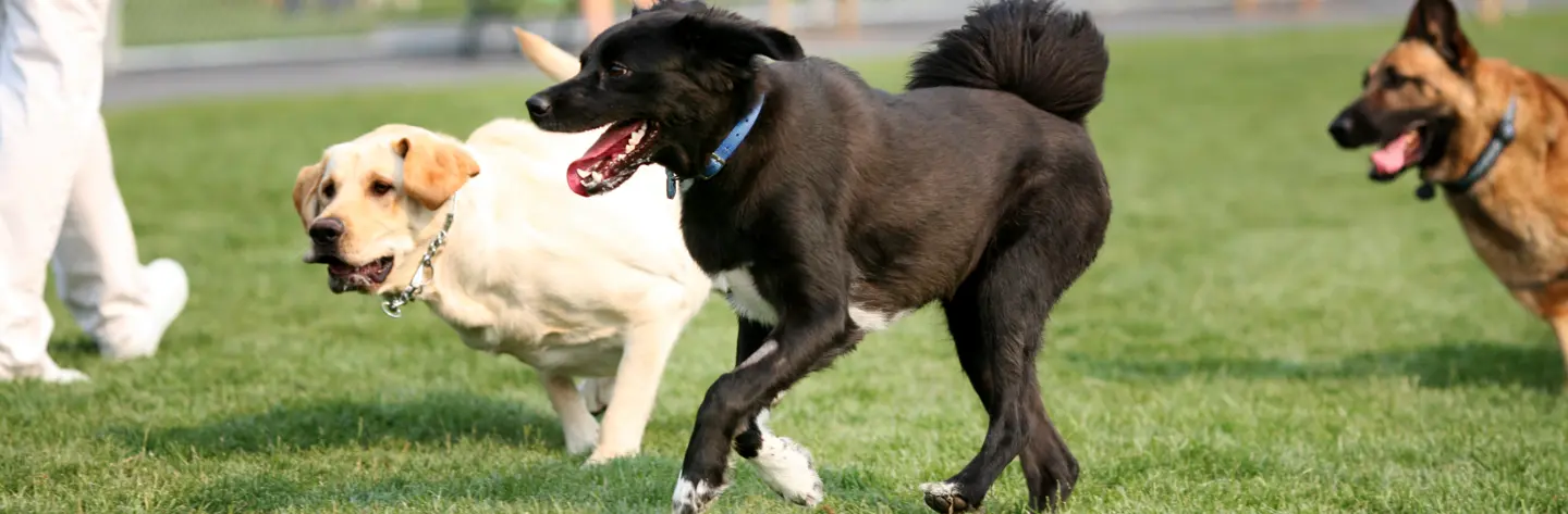 Dog Park