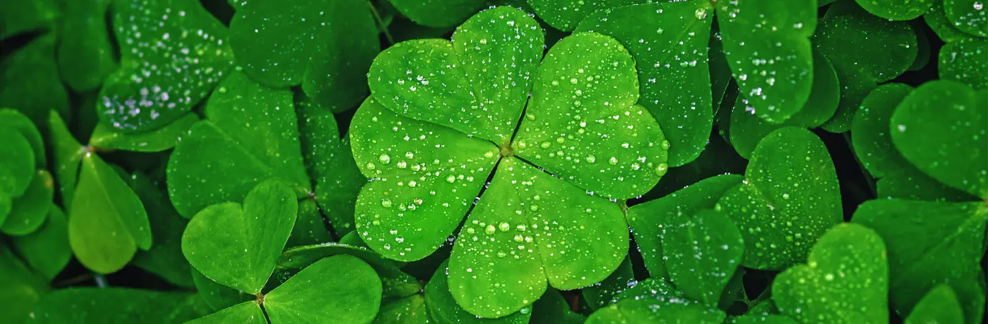 Clovers four leaves