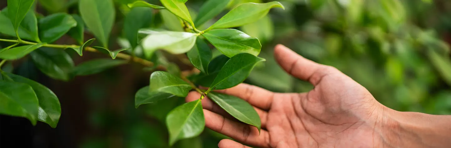 Hand reaching out to stroke tree leaves