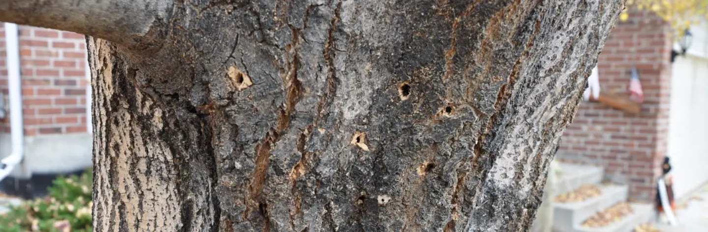 Don't Be Fooled by the Lilac-Ash Borer