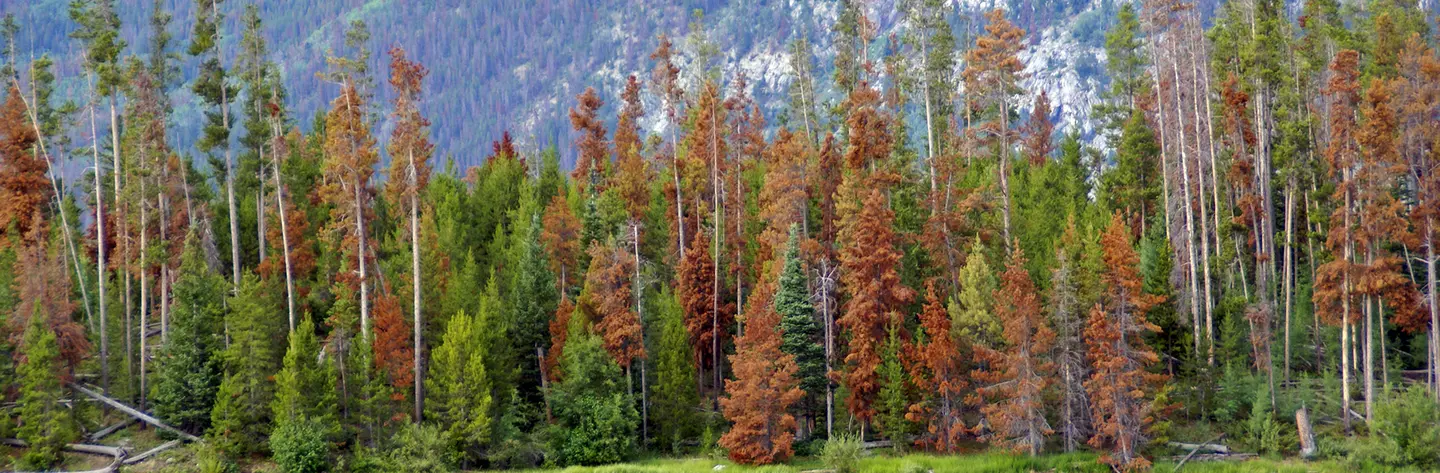 Pine Beetle Tree Infestation